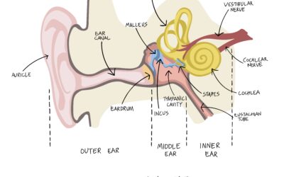 Feeling Dizzy After an Ear Infection (vestibular neuritis)?